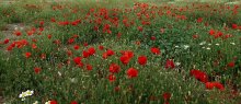 Mohn / ***