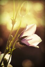 Sunshine / ***