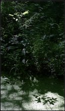 Das Spiel von Licht ... / ***