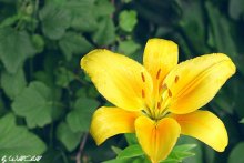 Gelbe Lilien / *****