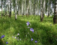 Bluebells in einem Birkenhain / ***