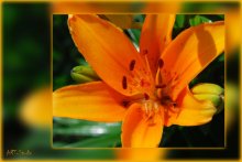 Florgarn / ........