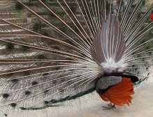 "Also, was ist hinter mir wie ein Huhn! .." / ***