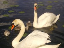 Swans / ***