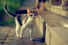 Portrait einer Katze / ***