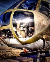 Cat-Pilot / ,,,,,,,,