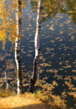 Osnnee Stimmung / *****