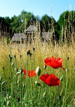 Opium / ***