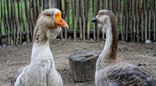 lebte mit babusi ..... / ***