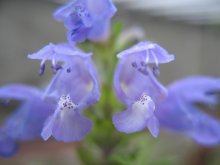 Azurblau / ***