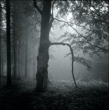 Welcome to The Forest / ***