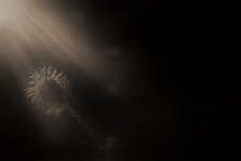 Zum Licht / ......