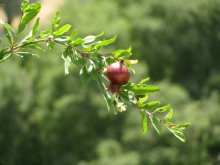 Granat / ***