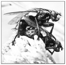 Fliegen, auch liebe es ... / ***