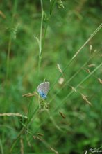 Schmetterling / ***