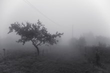 Juli Nebel / ......
