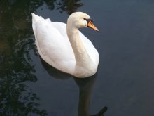 Schwan / ***