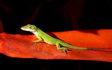 Gecko / ***