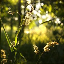 Im Abendlicht / *****