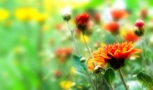 Sommer-Palette / ***