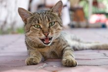 Meow. / ***