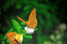 Butterfly / *************