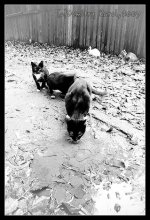 Katzen / ***