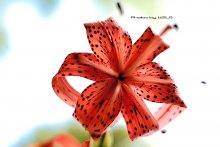 Tiger Lily / *****