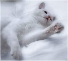Weiß auf Weiß / ************