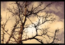 Stachelige Baum ... / ***