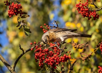 Thrush Wacholderdrossel / ***