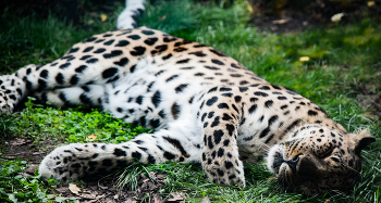 Leopold / ***