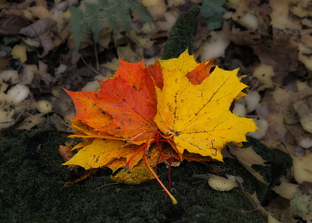 Leaves / ***