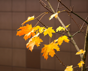 Autumn etude / ***