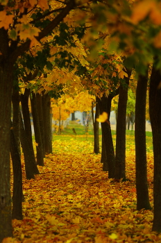 November / ***