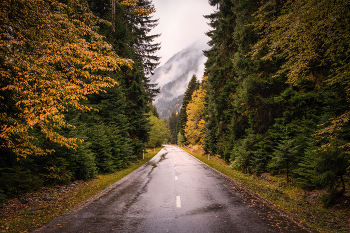 Yellow Toned Road / ***