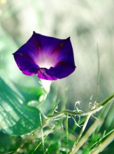 Winde / ***