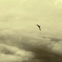 Vögel, Ihren Gaumen. / ***