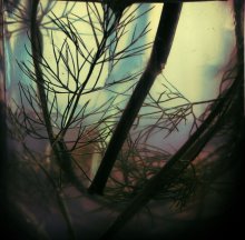 Impenetrable Forest / ***