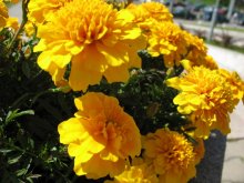 Blumen / ***