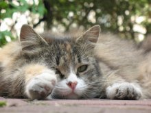 Cat / ***