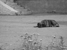 Melancholie / ***
