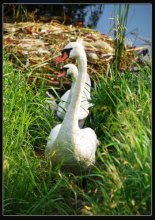 Swans / ***