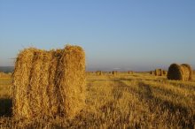 Morgen in einem Feld ... / ***