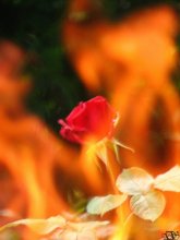 Flame&Rose / Flame&Rose