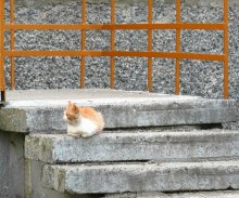 Katze / .....