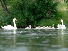 Schwan Familie / ***