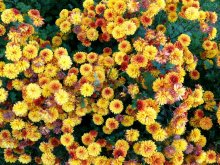 Blumen / ..........