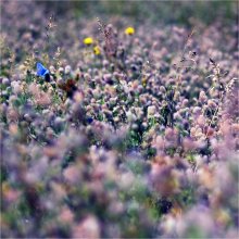 Wiese / ***