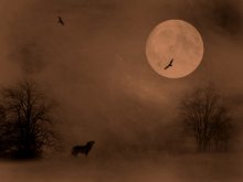 Night Hunter / ***